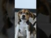 4,000 beagles rescued: research breeding facility  #shorts #dog #beagle #puppy #research #rescue