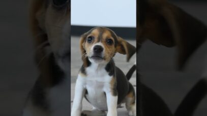 4,000 beagles rescued: research breeding facility  #shorts #dog #beagle #puppy #research #rescue