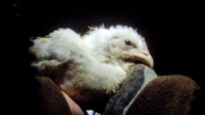 Breaking: Birds at Major Chicken Supplier Viciously Kicked and Thrown