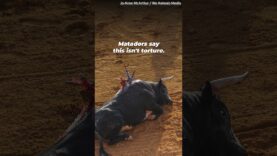 Bullfighting is Torture, NOT Tradition