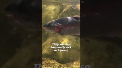 How Animals Lose Their Minds at SeaQuest