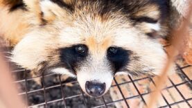 Illegal fur found in California during undercover investigation