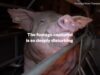 Investigation reveals shocking truth about Australian pig farming