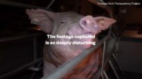 Investigation reveals shocking truth about Australian pig farming