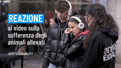 La reazione delle persone ai video sulla sofferenza degli animali allevati