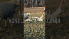 La vita degli agnelli in 30 secondi