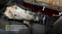 PETA Investigation Shows Australian Cattle Are Still Butchered Alive
