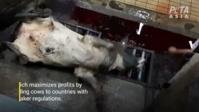 PETA Investigation Shows Australian Cattle Are Still Butchered Alive