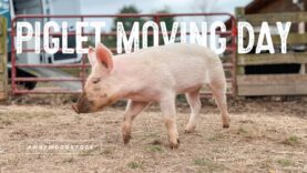 Piglet Moving Day!