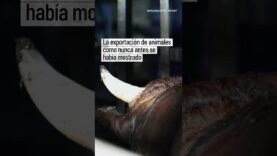 TEASER: La REALIDAD de la EXPORTACIÓN de ANIMALES VIVOS