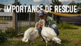 The Importance of Rescue | Celebrating 20 Years of Woodstock