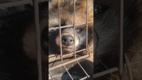 Undercover investigation revealing the reality of fur farms in China #EndFurCruelty