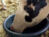 Inside the Dairy Nightmare: Cruelty to Cows Exposed