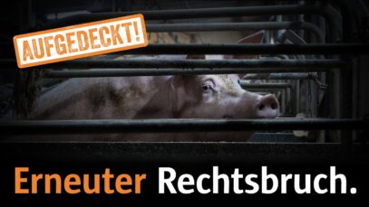 Schweinezuchtbetrieb: Erneuter Rechtsbruch aufgedeckt