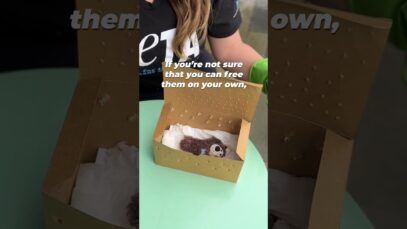 How to Help an Animal Stuck in a Glue Trap