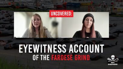 Eyewitness Account Of The Faroese Grind