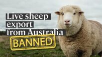 History has been made: live sheep export from Australia WILL END!