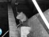 How to Gently Remove Rats with Ring Cameras