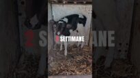 La vita di un vitello in 30 secondi