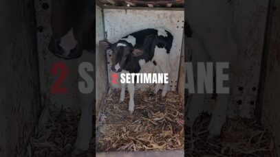 La vita di un vitello in 30 secondi