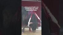 People Cheer as Collapsed Bulls Are Stabbed to Death