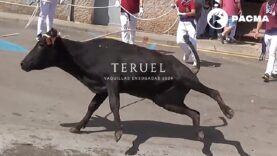 VAQUILLA CAE AL SUELO Y ES MALTRATADA POR NIÑOS Y ADULTOS EN CRUEL FESTEJO TAURINO DE TERUEL
