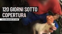 120 giorni sotto copertura in un allevamento di maiali