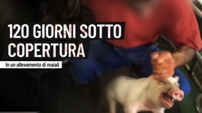 120 giorni sotto copertura in un allevamento di maiali