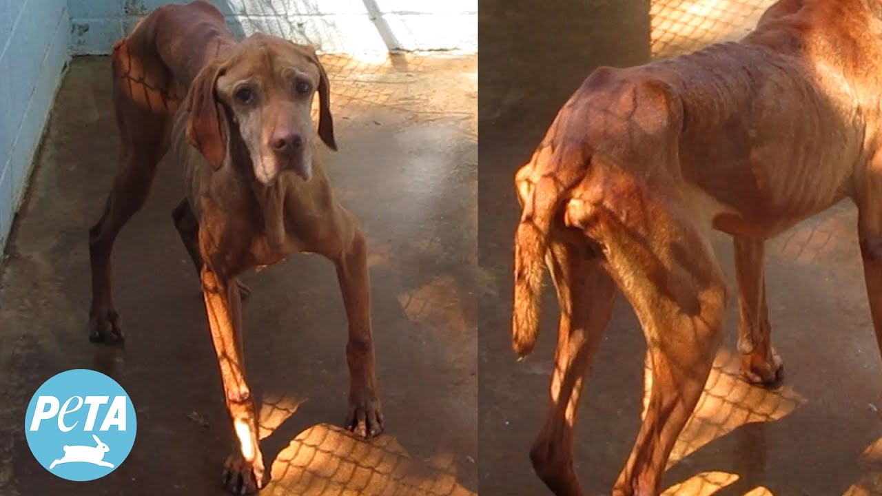 Blue Ridge Kennel: How Is This Hellhole Still Open? | Laverabestia.org
