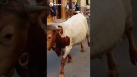 Bueyada infantil en Castellar (Jaén) en agosto de 2024