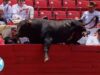 Terrified Bull Escapes Bullring in Desperate Attempt to Survive