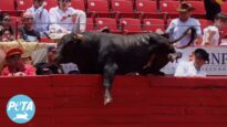 Terrified Bull Escapes Bullring in Desperate Attempt to Survive