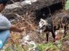 Animal Rahat Transforms the Lives of Two Calves