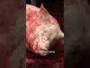 Ho guardato negli occhi la sofferenza degli animali