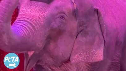How You Can Help Okha the Elephant