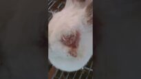 The Life of Rabbits: 30 Seconds of Cruelty