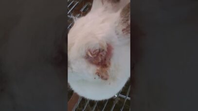 The Life of Rabbits: 30 Seconds of Cruelty