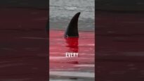This #DolphinDay, join our battle and become a #DolphinDefender to protect these incredible animals!