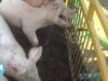 Wait! See This Before You Buy ‘Humane Meat’!