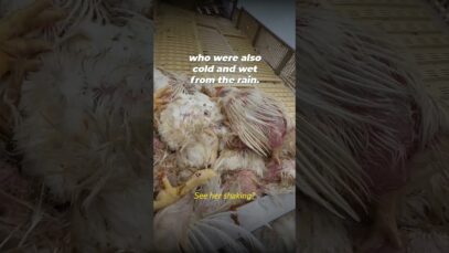 A truck carrying chickens to slaughter crashed and this is what it looked like.
