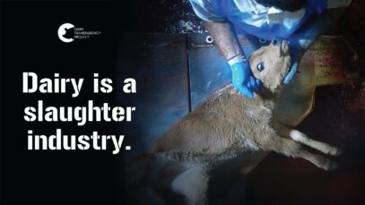 End Dairy Slaughter