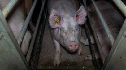 Sow stalls in Victoria