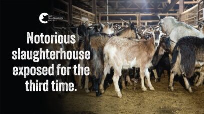 Will this slaugtherhouse ever change? | MD Foods Echuca