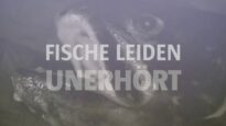 Stumme Schreie – Fische leiden unerhört