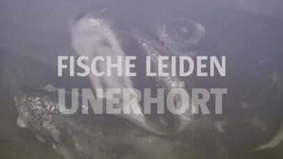 Stumme Schreie – Fische leiden unerhört
