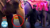 Trainer Jabs Elephant with Sharp Bullhook