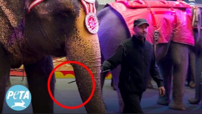 Trainer Jabs Elephant with Sharp Bullhook
