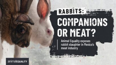 Breaking report: Rabbits: companions or meat?