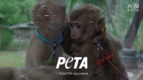 Baby Monkeys Chained, Isolated, and Broken in Spirit Inside ‘School of Horrors’