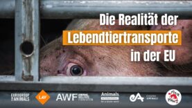 Die Realität von Lebendtiertransporten in der EU – Tierschützer:innen erzählen!